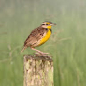 Meet your Posher, Joanna